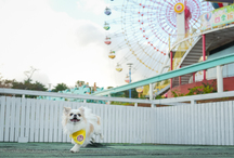 <strong>小型犬用 ギャラクシードッグラン</strong>