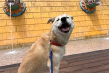 わんちゃん水遊び場