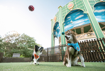 <strong>小型犬・中型犬用 カルーセルドッグラン</strong>