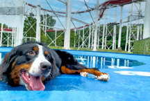 <strong>コースタードッグラン</strong>