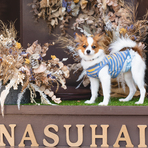 ドライフラワーアレンジメント