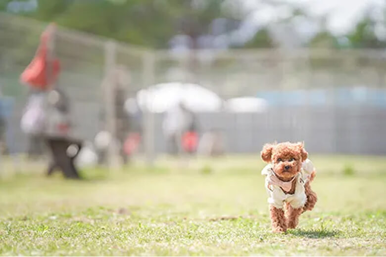 ドッグランの利用料無料