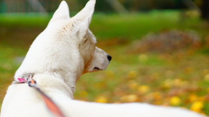 里親募集中 保護犬里親募集 那須ハイランドパーク 那須の大自然に囲まれたレジャーランド 栃木県 里親募集中 保護犬里親募集 那須ハイランドパーク 那須の大自然に囲まれたレジャーランド 栃木県
