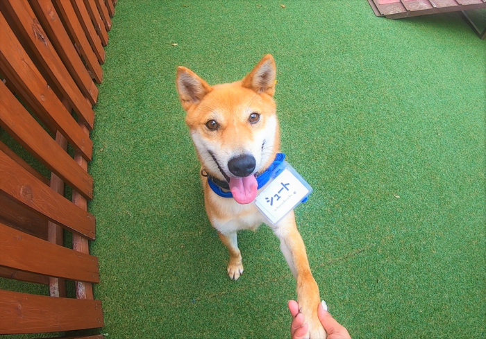 里親募集中 保護犬譲渡活動 Sos活動 那須ハイランドパーク 那須の大自然に囲まれたレジャーランド 栃木県