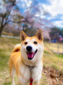 里親募集中 保護犬譲渡活動 Sos活動 那須ハイランドパーク 那須の大自然に囲まれたレジャーランド 栃木県 里親募集中 保護犬譲渡活動 Sos活動 那須ハイランドパーク 那須の大自然に囲まれたレジャーランド 栃木県