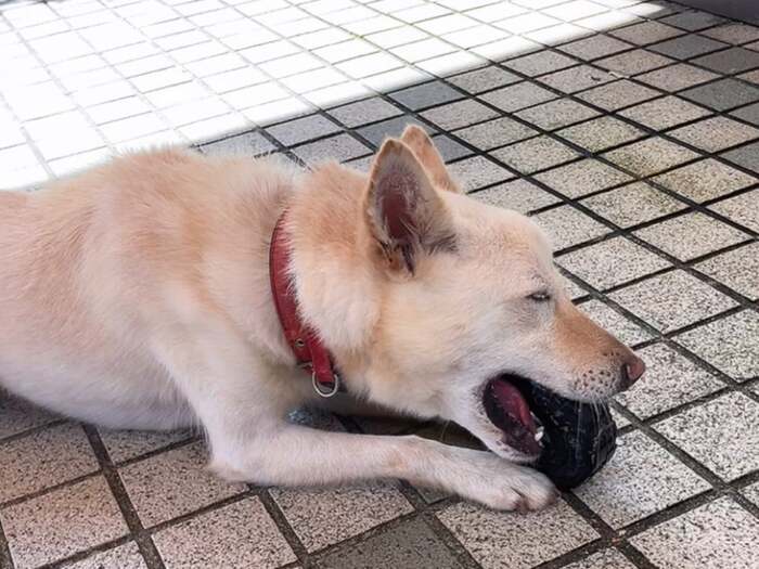 カーロ（陽太）