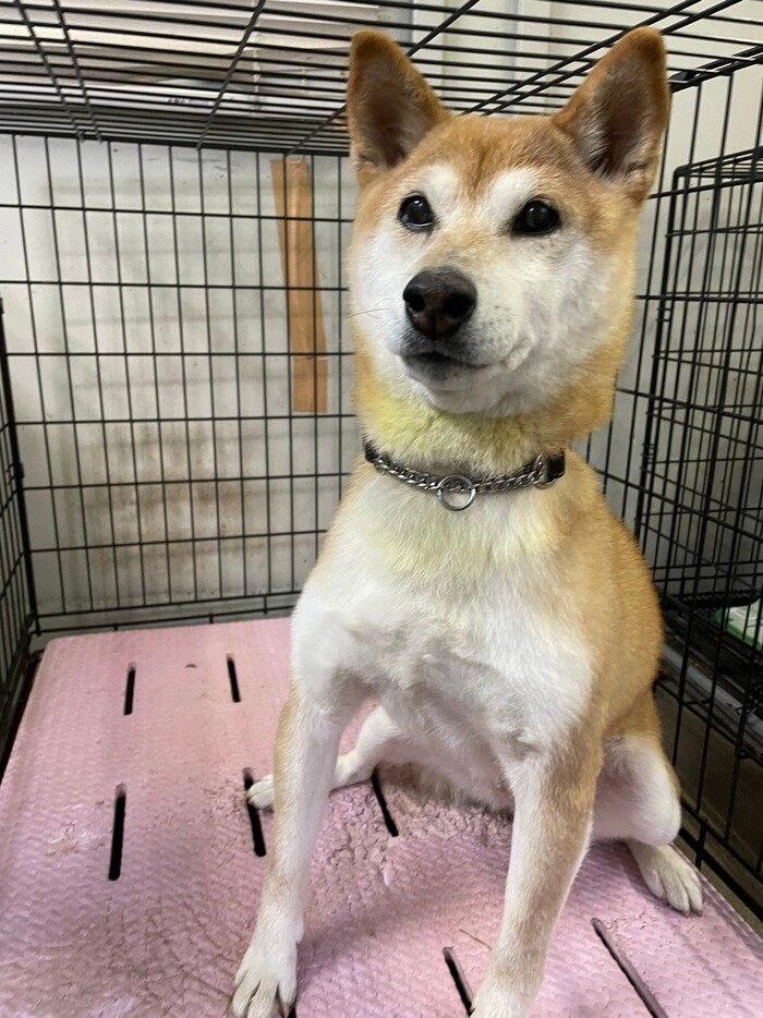 はな（ヒメ）