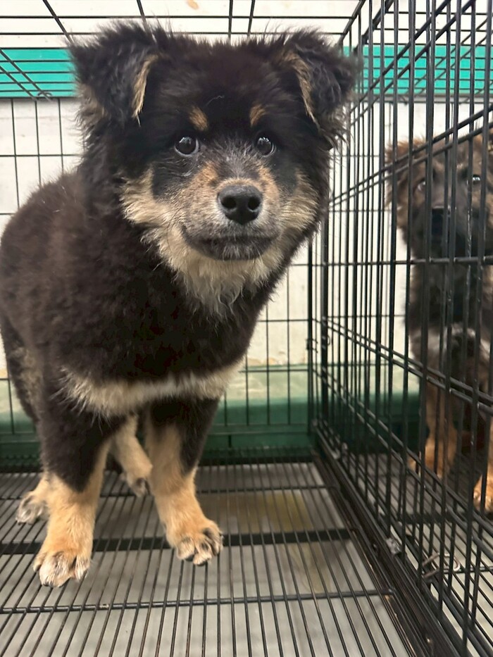 コリン