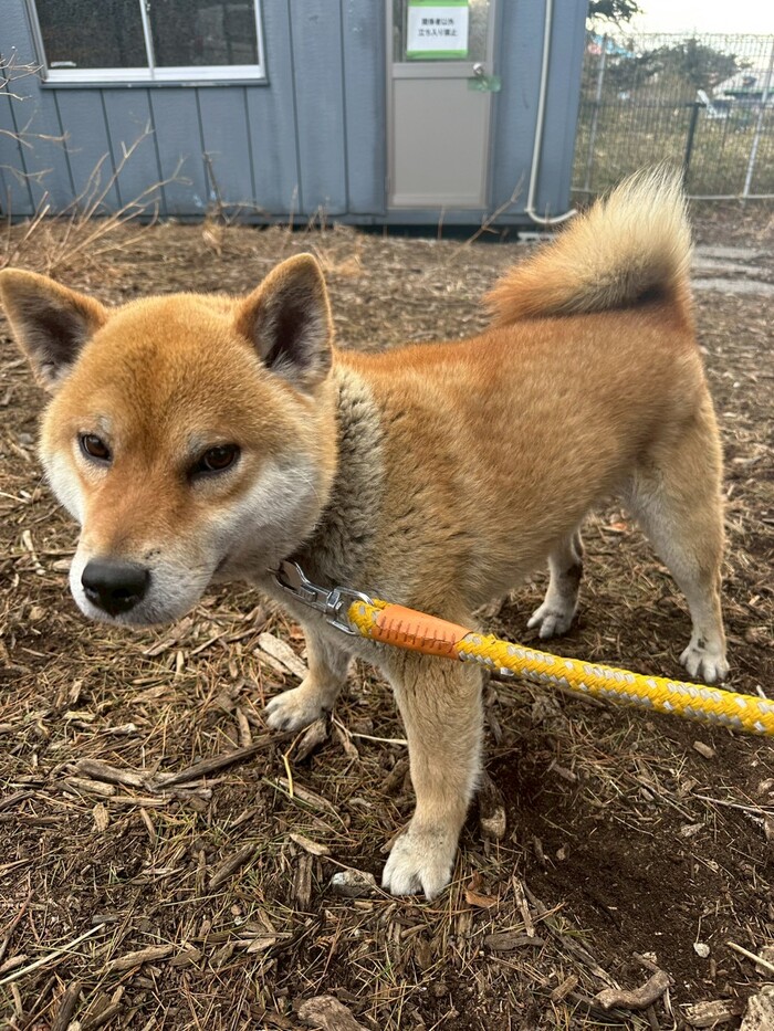 ゴウ