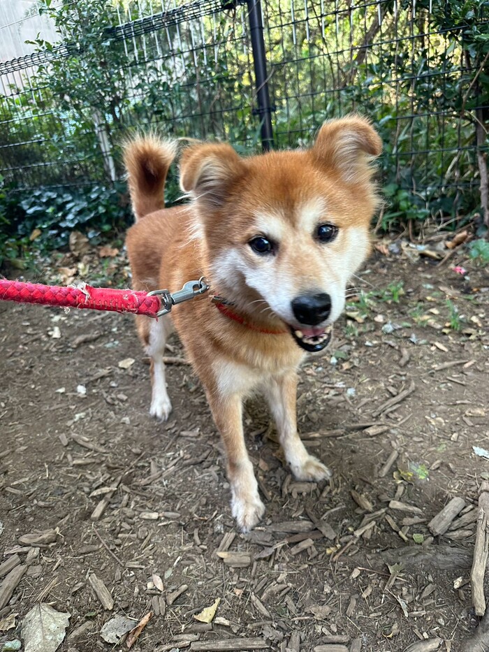 ミラ