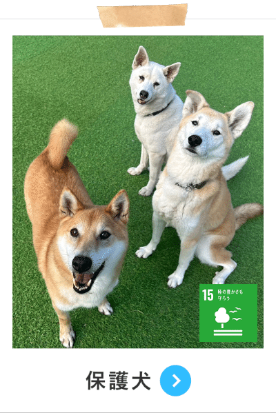 保護犬