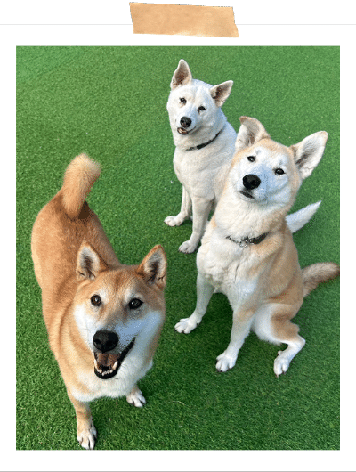 保護犬