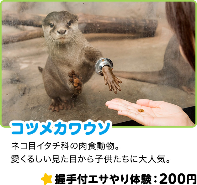 コツメカワウソ ネコ目イタチ科の肉食動物。愛くるしい見た目から子供たちに大人気。 握手付エサやり体験：200円