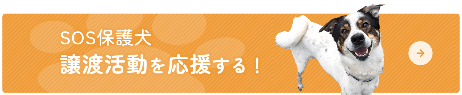 SOS保護犬 譲渡活動を応援する！