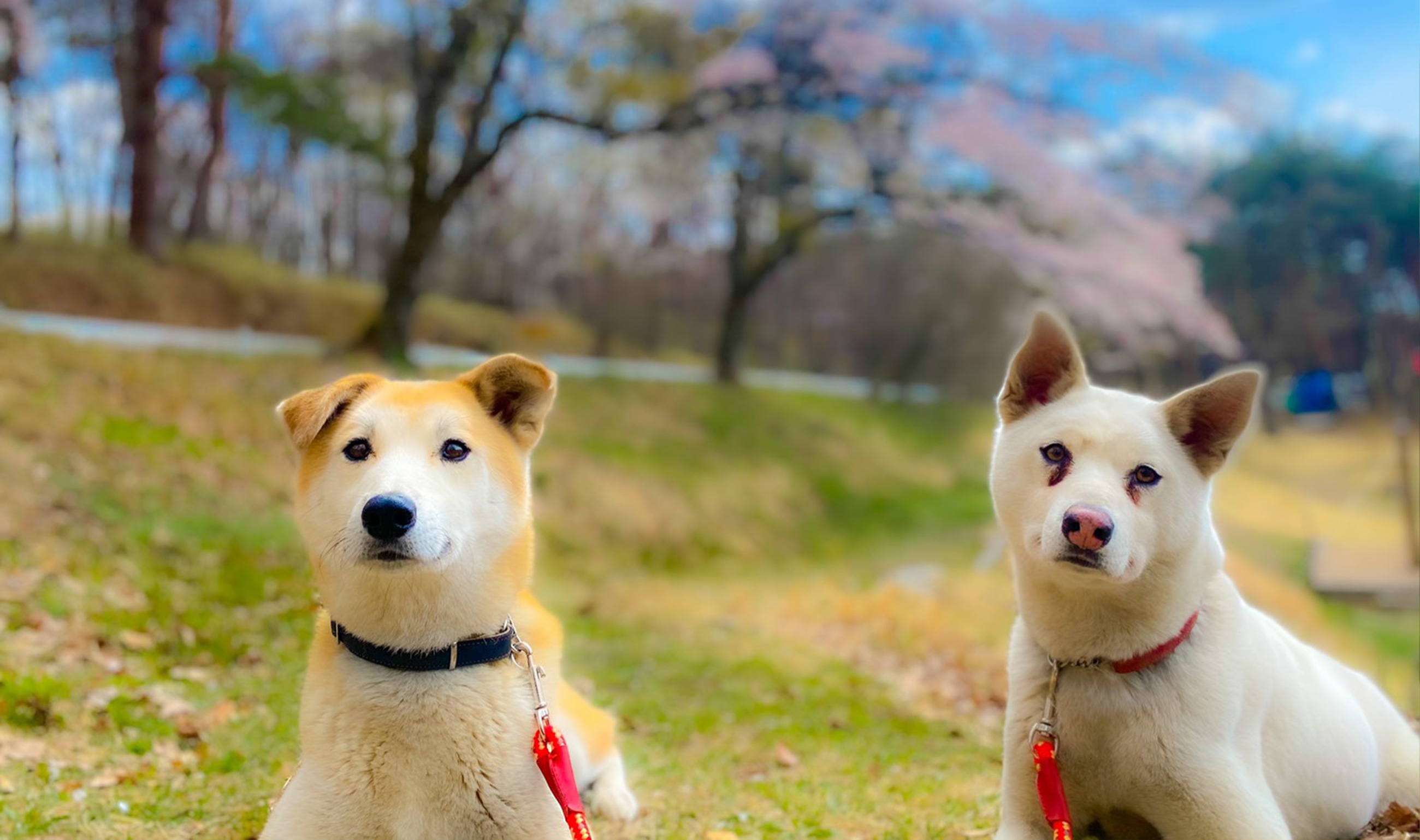 保護犬里親募集 那須ハイランドパーク 那須の大自然に囲まれたレジャーランド 栃木県