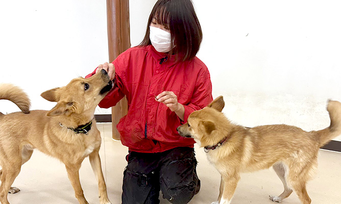 SOS活動ボランティア募集中！