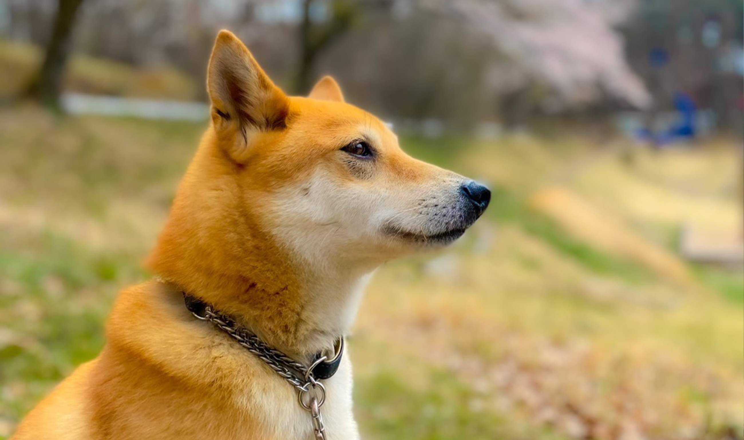 保護犬譲渡活動 Sos活動 那須ハイランドパーク 那須の大自然に囲まれたレジャーランド 栃木県
