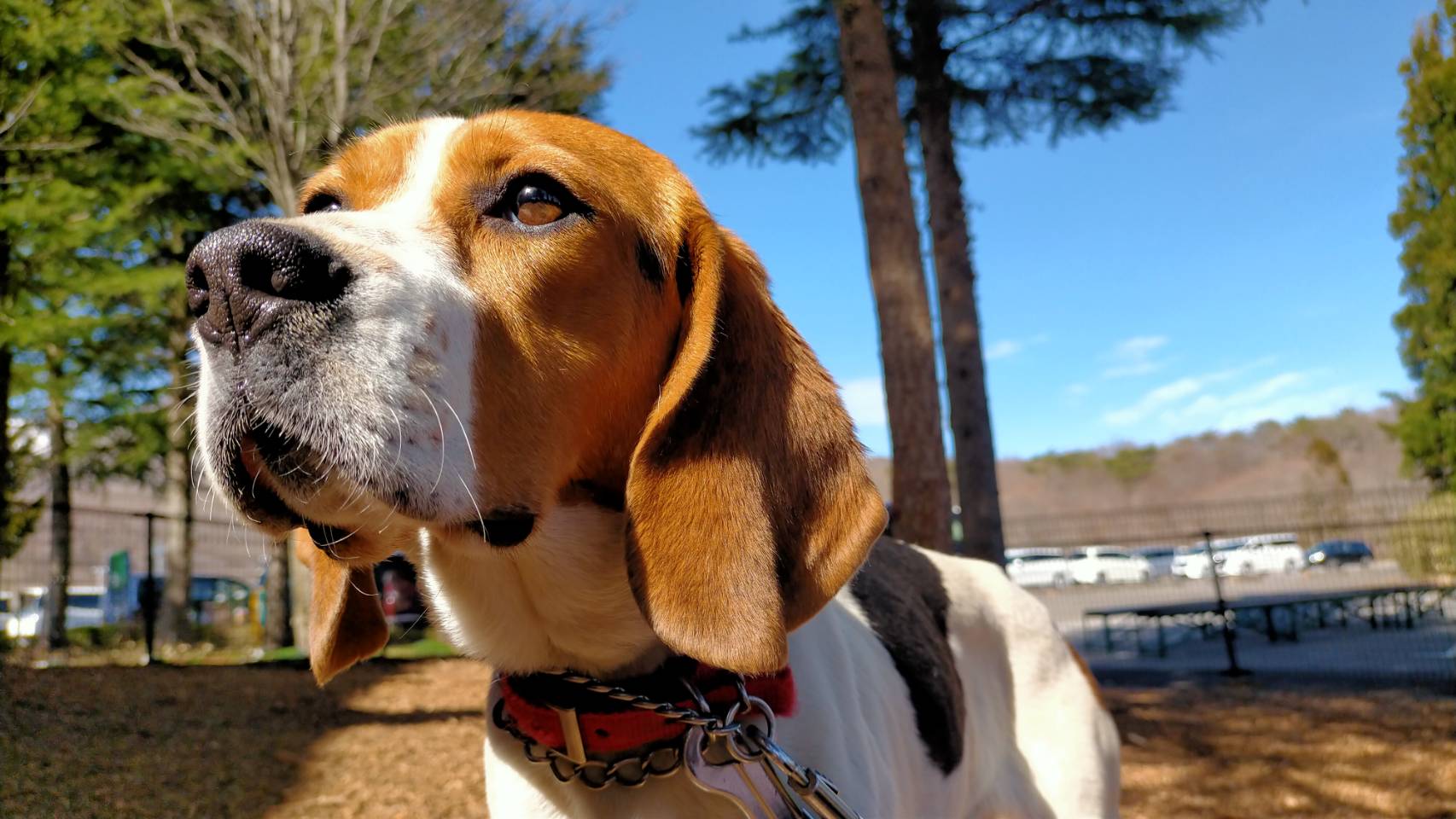 保護犬譲渡活動 Sos活動 那須ハイランドパーク 那須の大自然に囲まれたレジャーランド 栃木県