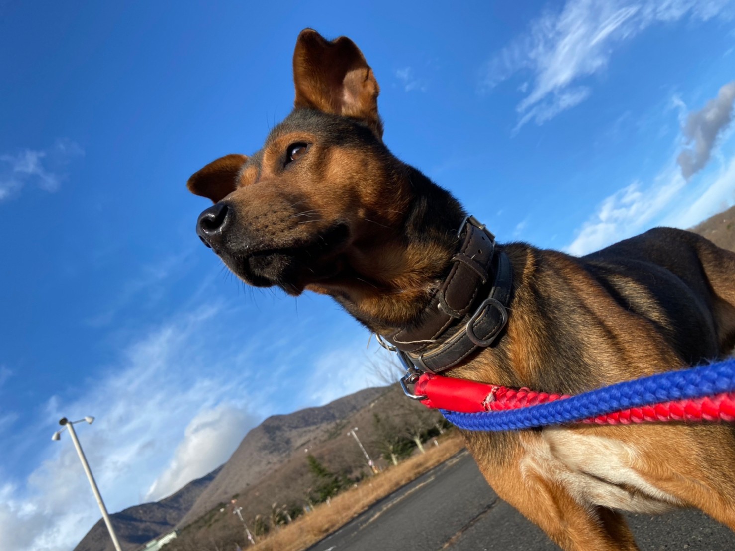 保護犬譲渡活動（SOS活動）｜那須ハイランドパーク！那須の大自然に囲まれたレジャーランド：栃木県：