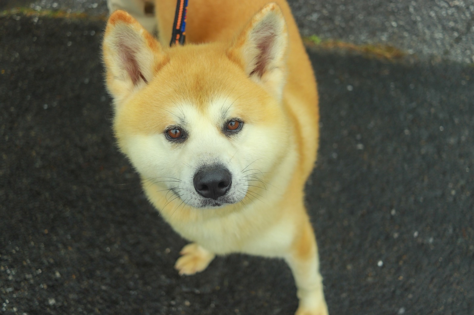 お知らせ 保護犬里親募集 那須ハイランドパーク 那須の大自然に囲まれたレジャーランド 栃木県