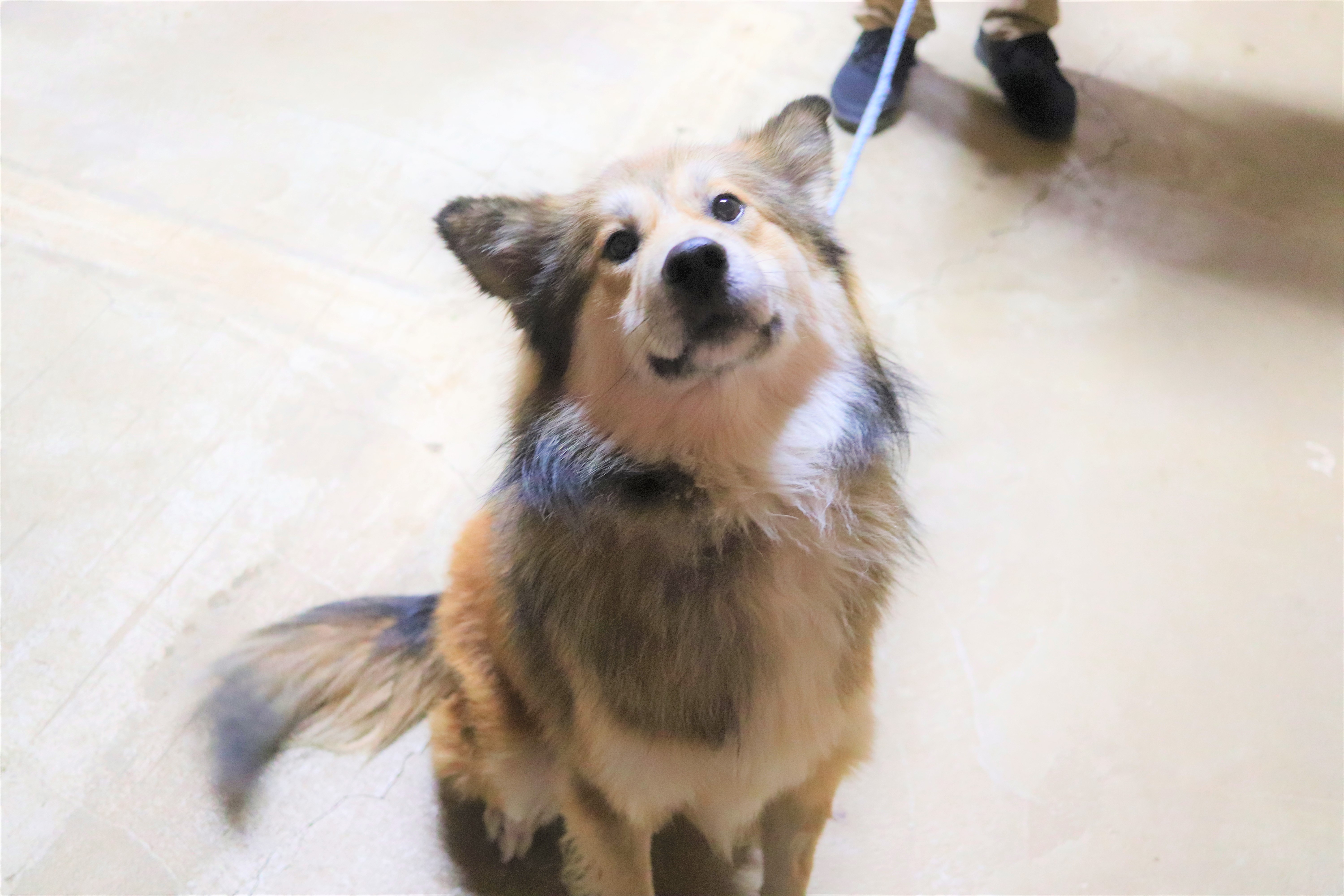 那須ハイランドパーク 犬里親 222571那須ハイランドパーク 犬里親 Jozirasutoav2r