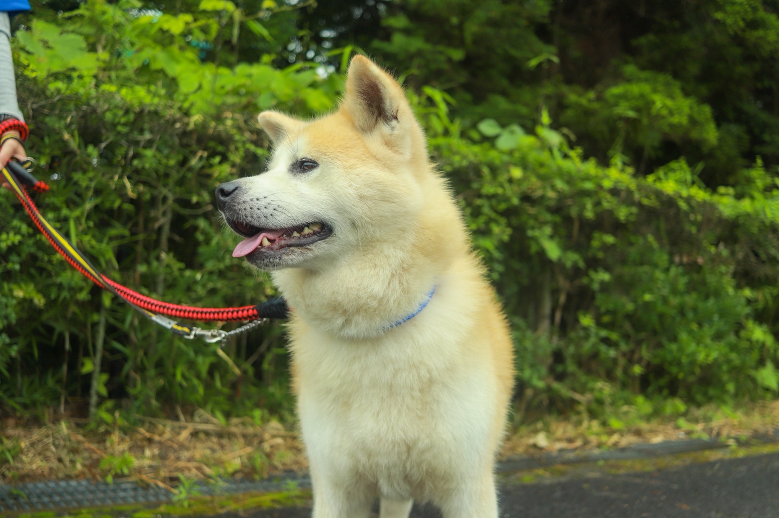 お知らせ 保護犬里親募集 那須ハイランドパーク 那須の大自然に囲まれたレジャーランド 栃木県