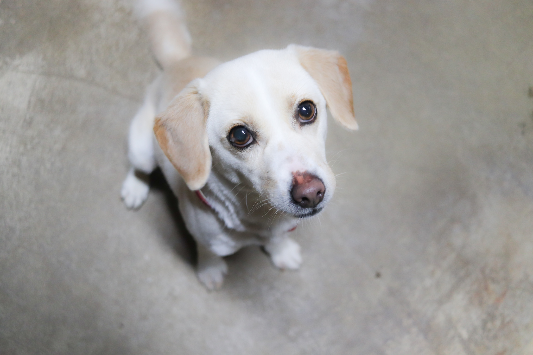 お知らせ 保護犬里親募集 那須ハイランドパーク 那須の大自然に囲まれたレジャーランド 栃木県