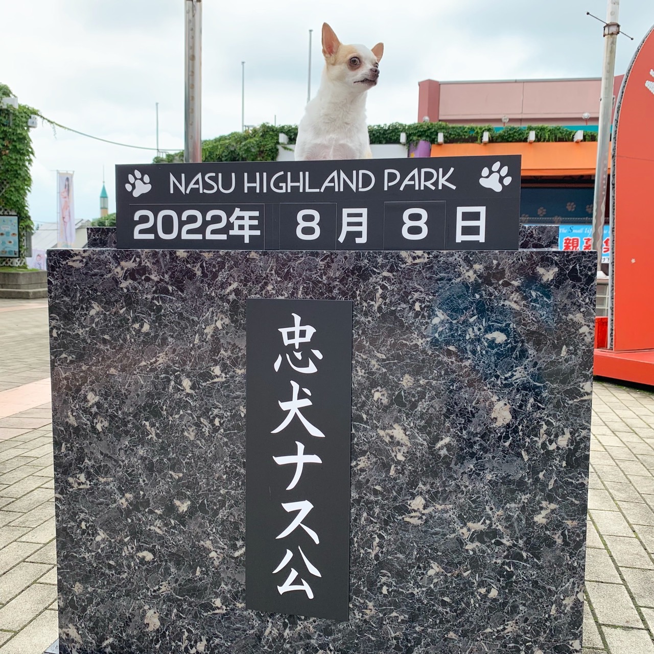 お知らせ わんちゃんフォトスポット登場